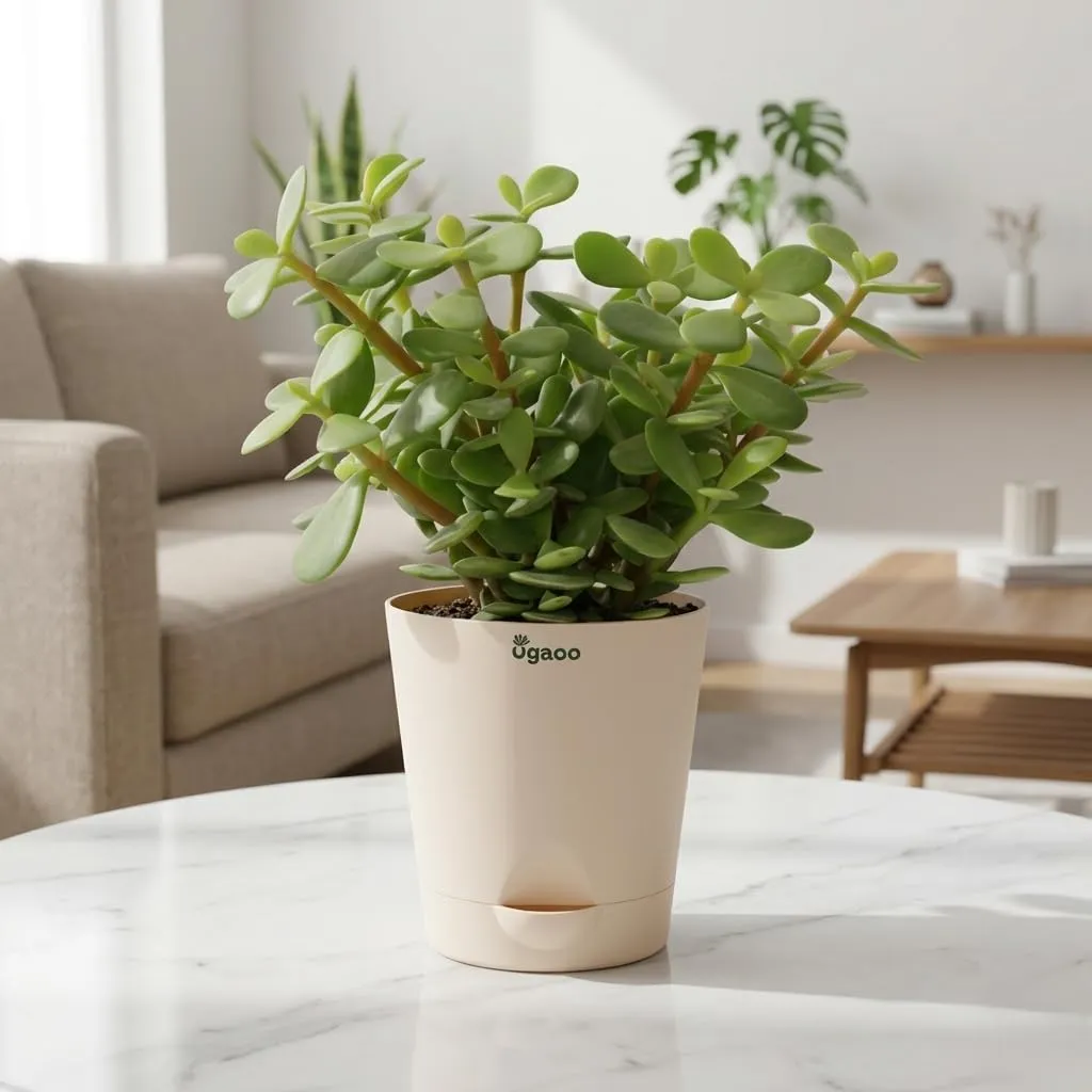 Good Luck Jade Plant with Self-Watering Pot